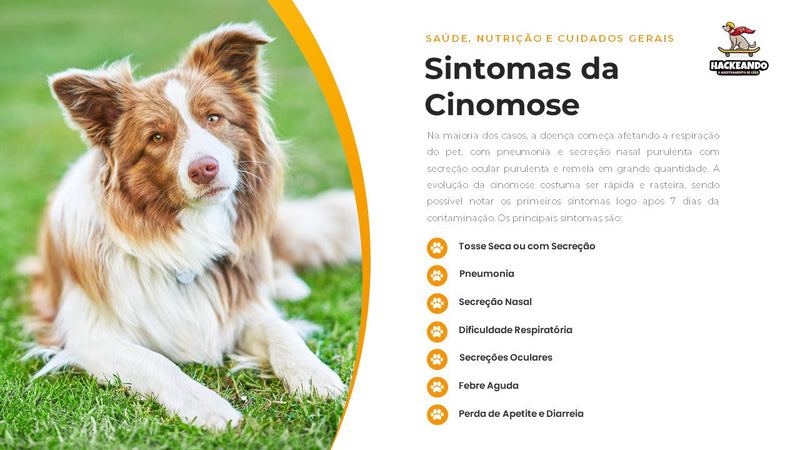 Ebook Hackeando o Adestramento de Cães | loja123shop